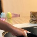 熱視線に作業効率UP！お皿洗いを見守る子猫が可愛すぎると話題