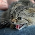 猫が突然『シャー！』と怒り出すのはなぜ？4つの理由と正しい対処法