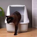 猫にとって理想的な『トイレの置き場所』TOP4　安心して排泄ができる…