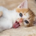 猫の『舌の異変』に注意！見逃しNGな症状や考えられる病気4つ