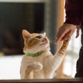 猫が足を噛む6つの理由と対策
