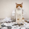 猫が『紙』を呑み込んだ！？2つの対処法と注意するポイント