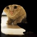 猫がカカカと鳴く理由とその動画