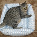 今の時期に大活躍♪愛猫のためにベッドを作ってみた！