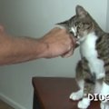 スゴ技プロの猫ちゃんトレーニング講座「おすわり」の教え方