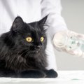 猫も「喘息」にかかるって知ってますか？4つの症状と治療法を徹底解説