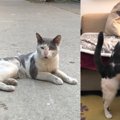 病気を抱え路上で耐える猫…永遠のお家で回復した美姿に感動！
