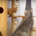 『にゃんで？』クスッと笑える子猫救出作戦奮闘記！