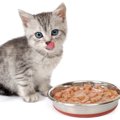 猫がご飯を食べない原因とその対策法