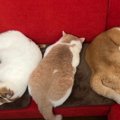 みんなで並んでごろ～ん！ホットカーペットに魅了された猫さんたちに…