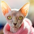 スフィンクスの人気ブログ10選！かわいい子猫も登場