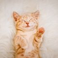 猫の『お昼寝スポット』ランキングTOP3♪