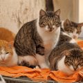 自宅で保護している猫が70匹超！母娘の壮絶「猫愛」生活　英国