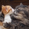 猫は愛情深い生き物！その母性と父性について