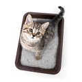 トイレに流せる猫砂を使う4つの注意点、オススメ商品5選