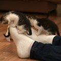 就寝中、猫に足を噛まれるのはどうして？４つの心理