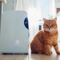 猫がいる部屋でファンヒーターを使う時の５つの注意点