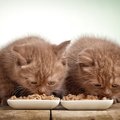 猫の寿命を延ばす８つの食事方法