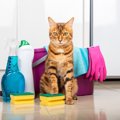 猫がいる家で『大掃除』をするときの注意点4つ　大がかりなものの移動…