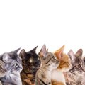 猫の雑種の種類10選！それぞれの特徴や性格