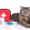 猫の『応急処置』5つのケース別の対処法　知っていると愛猫の命を救え…