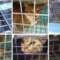 被災地で居場所を失った猫たち…懸命な保護活動が続く現場の様子は？