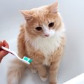 猫の歯磨き粉の使い方や選び方、おすすめ商品まで