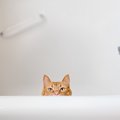 「からっぽの浴槽」だけが安らげる場所…さみしげなバスタブ猫にネット…