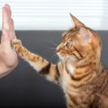 猫は犬のように『お手』ができる？教える方法や猫が覚えやすい芸3つ