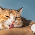『飼い主を舐める猫』の心理3つ