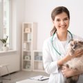 猫の肝性脳症、原因と症状から予防法までを解説