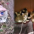 庭に現れた授乳期のママ猫…数日後に起こったサプライズに感涙！