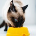 猫に豆腐を食べさせても大丈夫？与えた時の効果や注意する事