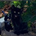 庭に現れた小さな黒猫…家主の愛情を受けて幸せに♡