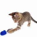 自動で動く猫のおもちゃ 人気ランキングTOP５