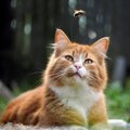 猫が蜂に刺されたときの対処法