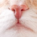 猫が鼻炎になる原因とその予防策