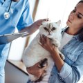 愛猫の健康を守るための動物病院選び　長く付き合うために考えたいポイン…
