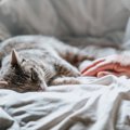 『寝起きが悪い猫』の行動4つ　もしかしたら不調のサイン？