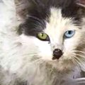 汚れきったオッドアイの野良猫…家族の愛を受けて美猫に成長！