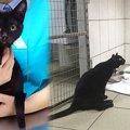 後ろ足が麻痺した黒猫…看護猫として活躍する姿に感動！