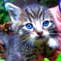 民家のポーチに母を失った子猫たち……保護され幸せな未来へ進む！