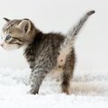 猫が『お尻歩き』するのはなぜ？注意すべき５つの病気