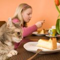 猫にチーズケーキは食べさせても大丈夫？食べた時の対処法