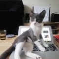 猫がパソコンのキーボードの上に乗る理由とは？対策まで