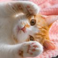 『愛されている猫』はココが違う！3つの特徴と愛情の伝え方のコツ