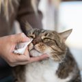 猫の『免疫力が下がった時』の症状4つ！飼い主がすべき対処法と免疫力…