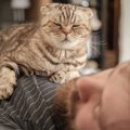 猫が寝ている飼い主を襲うのはなぜ？3つの理由