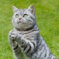 猫の『お祈りポーズ』が見られる4つのタイミング♡