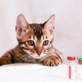 猫の感染力・致死率が高い『猫パルボウイルス感染症』の症状5選　ウイ…